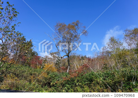 Autumn leaves of uniquely shaped broad-leaved trees seen from the promenade at Tsugaike Nature Park Autumn leaves of uniquely shaped broad-leaved trees seen from the promenade at Tsugaike Nature Park 109470968