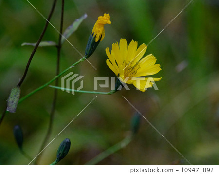 Water lily flower, endemic to Japan Water lily flower, endemic to Japan 109471092