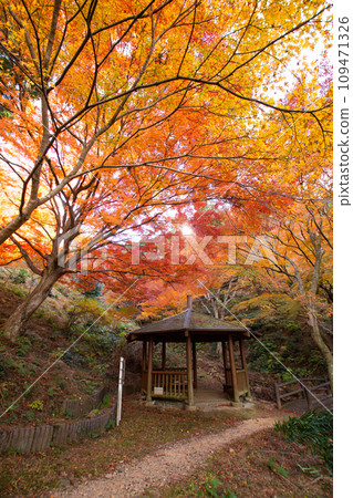 宮地山的紅葉（愛知縣豐川市） 109471326