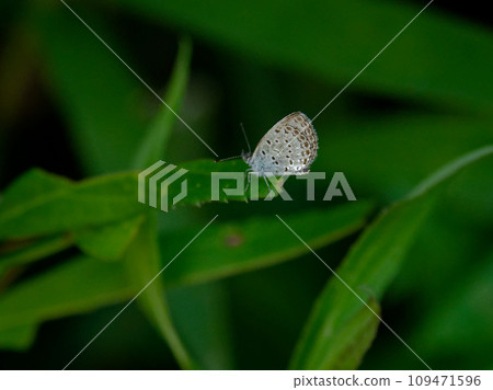 Lycaenidae perching on leaves Lycaenidae perching on leaves 109471596
