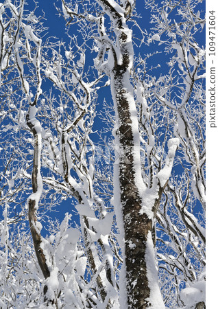 姬神山登山道兩旁的樹木被白雪覆蓋 姬神山登山道兩旁的樹木被白雪覆蓋 109471604