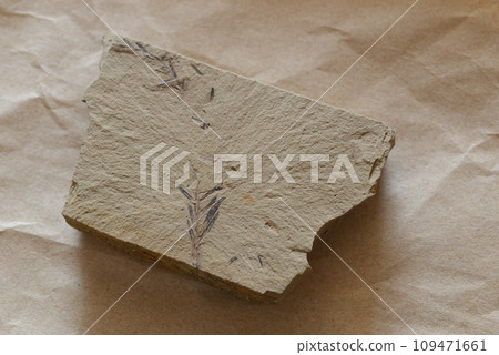 美國蒙大拿州出土3000萬年前的水杉化石 美國蒙大拿州出土3000萬年前的水杉化石 109471661