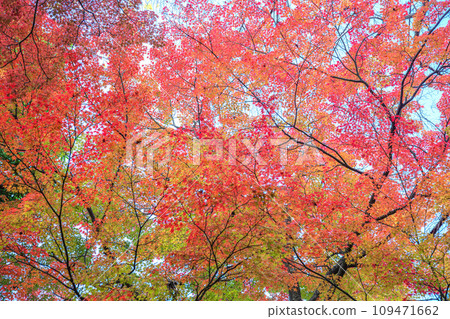 Momiji公園 Momiji公園 109471662