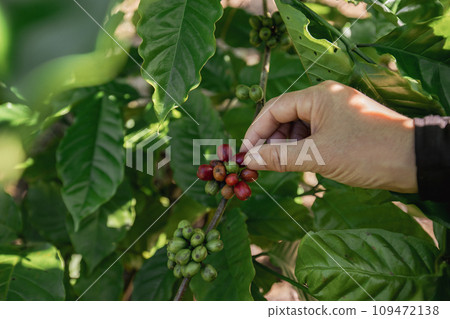 Coffee beans grow on tree Coffee beans grow on tree 109472138