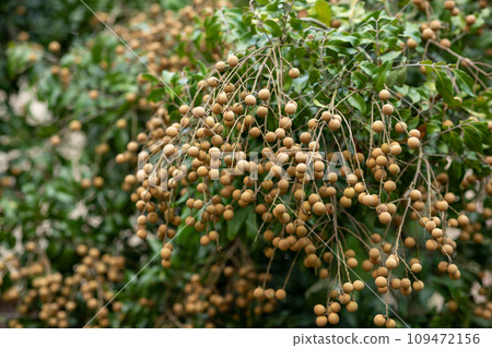 Longan fruit in growth on tree in summer Longan fruit in growth on tree in summer 109472156