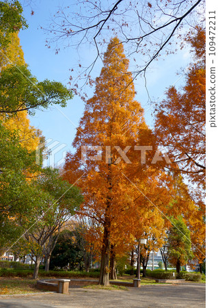 名古屋富田公園秋葉 名古屋富田公園秋葉 109472211