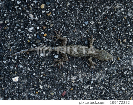 Gecko family: Japanese gecko 109472222