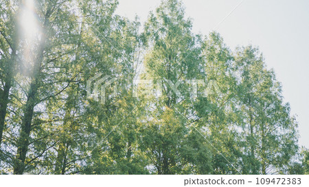 Big tree Big tree 109472383