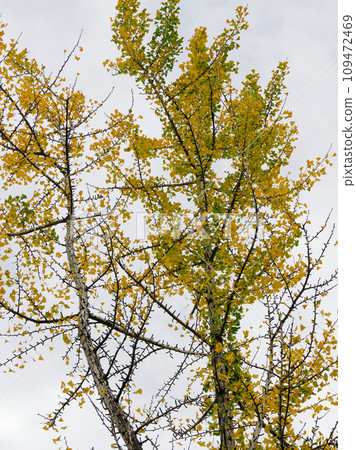 裸子植物銀杏科銀杏科的黃葉 109472469