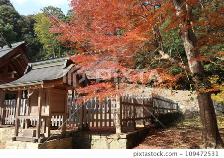 山口大神宮深秋景色 109472531