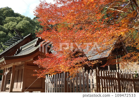 山口大神宮深秋景色 山口大神宮深秋景色 109472533