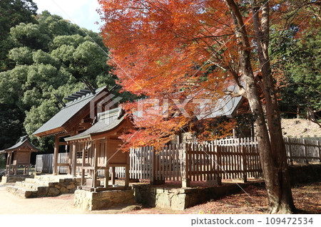 山口大神宮深秋景色 山口大神宮深秋景色 109472534