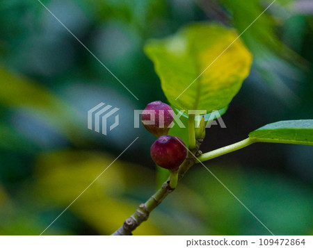 Light pink fruit of the Moraceae family 109472864