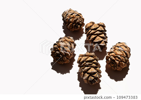 Cedar cones collection. Pine cones with nut in hard light. Cedar cones collection. Pine cones with nut in hard light. 109473383