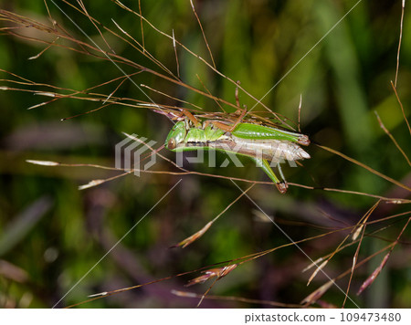 A locust of the grasshopper family perches on a grass stem♀ 109473480