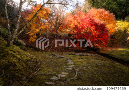 Nishiyama Palace in autumn leaves, Hitachiomiya City, Ibaraki Prefecture 109473669