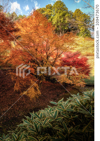 Nishiyama Palace in autumn leaves, Hitachiomiya City, Ibaraki Prefecture 109473670