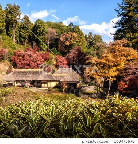 Nishiyama Palace in autumn leaves, Hitachiomiya City, Ibaraki Prefecture 109473676