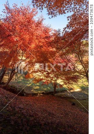 Nishiyama Palace in autumn leaves, Hitachiomiya City, Ibaraki Prefecture 109473678