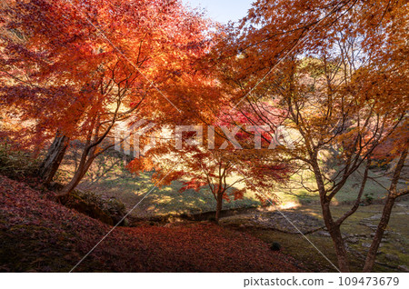 Nishiyama Palace in autumn leaves, Hitachiomiya City, Ibaraki Prefecture Nishiyama Palace in autumn leaves, Hitachiomiya City, Ibaraki Prefecture 109473679