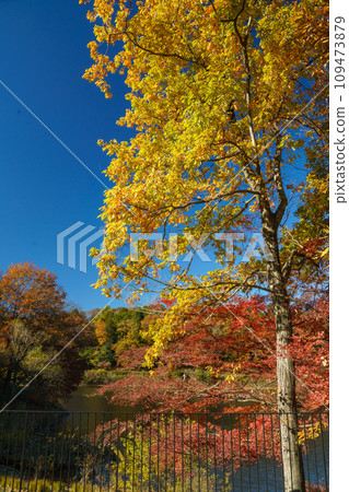 Lake Miyazawa in autumn colors Lake Miyazawa in autumn colors 109473879