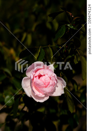 Autumn roses, Petit Trianon Autumn roses, Petit Trianon 109474124