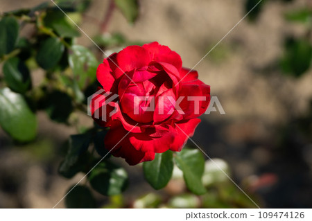 Autumn roses, bright red Tiamo Autumn roses, bright red Tiamo 109474126