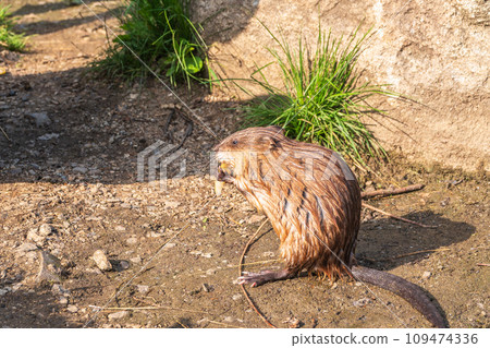 Wild animal Muskrat, Ondatra zibethicuseats, eats on the river bank Wild animal Muskrat, Ondatra zibethicuseats, eats on the river bank 109474336