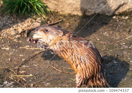 Wild animal Muskrat, Ondatra zibethicuseats, eats on the river bank 109474337
