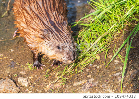 Portrait of a muskrat, ondatra zibethicus, rodent found in wetlands 109474338