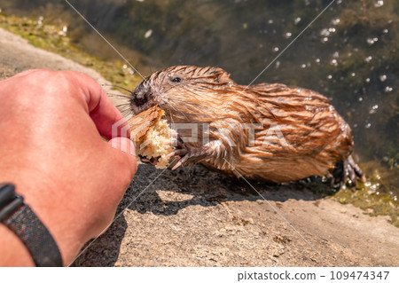 Muskrat, Ondatra zibethicuseats, eats bread from human hand. 109474347