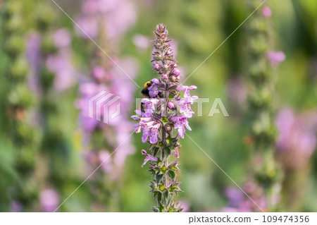 A bee collects pollen on Purple Betony flowers or Betony, Wood Betony, Bishopwort, Bishop's Wort. A bee collects pollen on Purple Betony flowers or Betony, Wood Betony, Bishopwort, Bishop's Wort. 109474356