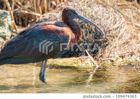 The glossy ibis, latin name Plegadis falcinellus, searching for food in the shallow lagoon. The glossy ibis, latin name Plegadis falcinellus, searching for food in the shallow lagoon. 109474363