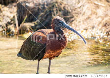The glossy ibis, latin name Plegadis falcinellus, searching for food in the shallow lagoon. The glossy ibis, latin name Plegadis falcinellus, searching for food in the shallow lagoon. 109474364