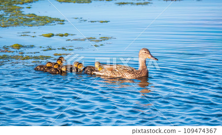 A family of ducks, a duck and its little ducklings are swimming in the water. The duck takes care of its newborn ducklings. Mallard, lat. Anas platyrhynchos A family of ducks, a duck and its little ducklings are swimming in the water. The duck takes care of its newborn ducklings. Mallard, lat. Anas platyrhynchos 109474367