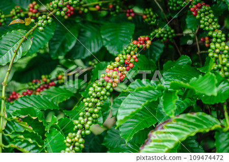 Coffee beans grow on tree Coffee beans grow on tree 109474472