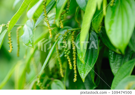 Black pepper fruits grow on tree in garden 109474500