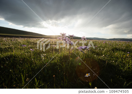 Tatarian Aster flowers blooming in high altitude grassland, China 109474505