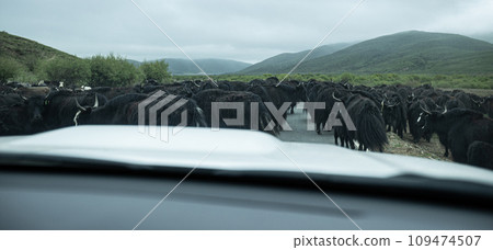 Group of tibetan yaks walking on road in rainy and foggy day 109474507
