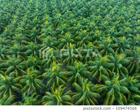 palm trees with coconut grow on it in field palm trees with coconut grow on it in field 109474508