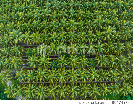 palm trees with coconut grow on it in field palm trees with coconut grow on it in field 109474524