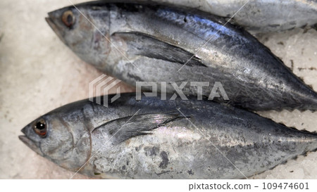 Tuna Mackerel fish fresh in the ice, local produce fish, japanese katsuo fish, or bonito tuna or cakalang or tongkol 109474601