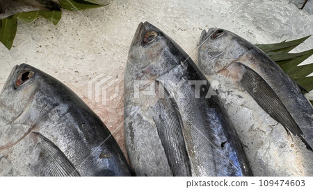 Tuna Mackerel fish fresh in the ice, local produce fish, japanese katsuo fish, or bonito tuna or cakalang or tongkol Tuna Mackerel fish fresh in the ice, local produce fish, japanese katsuo fish, or bonito tuna or cakalang or tongkol 109474603
