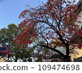 大阪府茨城市小公園的秋葉 109474698