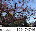 大阪府茨城市小公園的秋葉 109474746