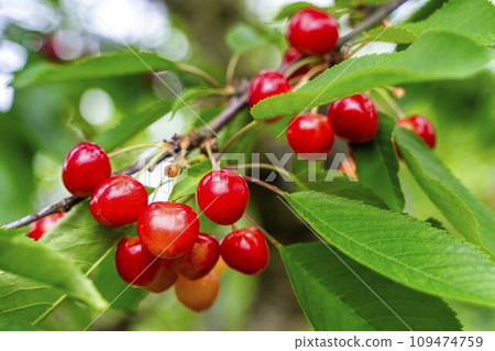 Red Ripe Cherries (Sato Nishiki) Cherry Picking Higashine City, Yamagata Prefecture Red Ripe Cherries (Sato Nishiki) Cherry Picking Higashine City, Yamagata Prefecture 109474759