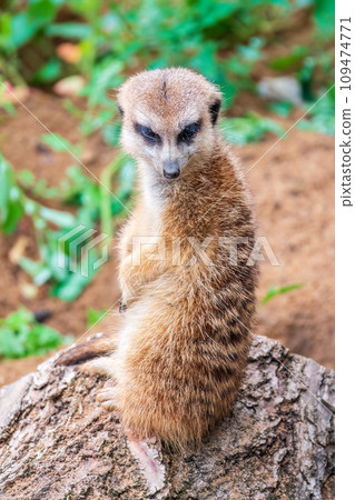 Meerkat, Suricata suricatta, on hind legs. Portrait of meerkat standing on hind legs with alert expression. Portrait of a funny meerkat sitting on its hind legs. Meerkat, Suricata suricatta, on hind legs. Portrait of meerkat standing on hind legs with alert expression. Portrait of a funny meerkat sitting on its hind legs. 109474771