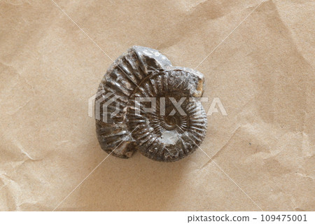 英國約克郡出土的侏羅紀早期菊石指角化石 109475001