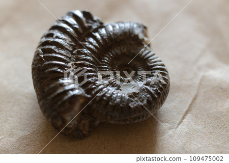 英國約克郡出土的侏羅紀早期菊石指角化石 109475002