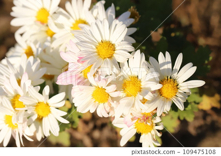 White spray giku flowers blooming in the autumn garden White spray giku flowers blooming in the autumn garden 109475108